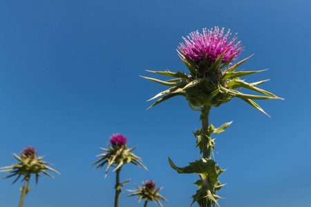 milk thistle flowerheads against blue skyの写真素材