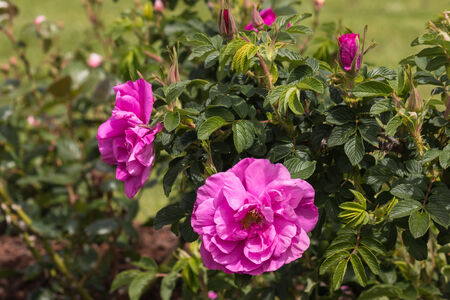 wild rose flowers and budsの写真素材
