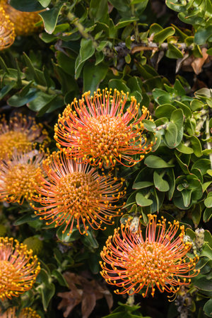 pincushion protea flower headsの写真素材
