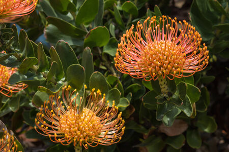 detail of pincushion protea flowersの写真素材