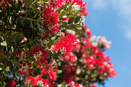 Pohutukawa tree flowers against blue skyの写真素材