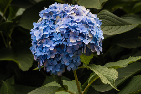 blue hortensia flower headの写真素材