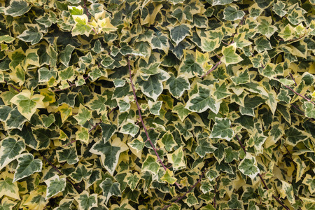 Algerian ivyの写真素材