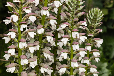 detail of acanthus plant flowersの写真素材