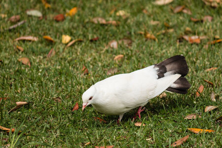 pecking white doveの写真素材