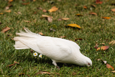 white dove searching for foodの写真素材