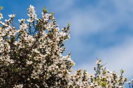 tea tree flowers against blue skyの写真素材