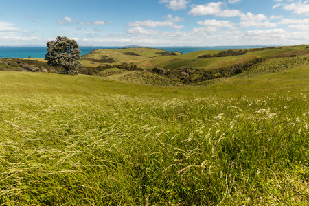 grassy hills on New Zealand coastの写真素材