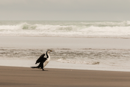 cormorant drying its wings on sandy beachの写真素材