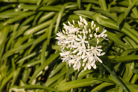 white african lily flowerheadの写真素材