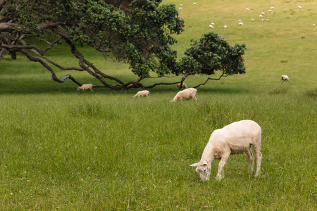 sheared sheep grazingの写真素材