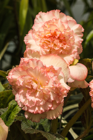 detail of pale pink begonia flowersの写真素材