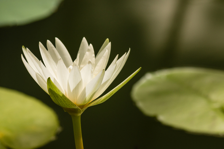 detail of white water lily flower headの写真素材