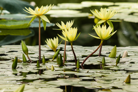cluster of yellow water liliesの写真素材