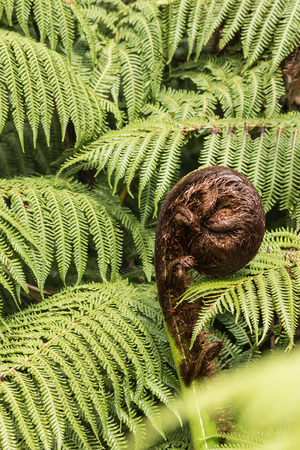 detail of koru frondの写真素材