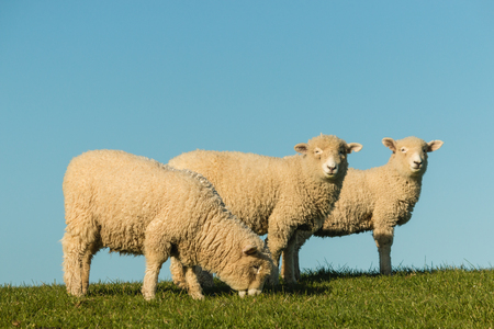 three grazing sheep against blue skyの写真素材