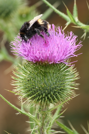 bumble bee pollinating thisle flower headの写真素材