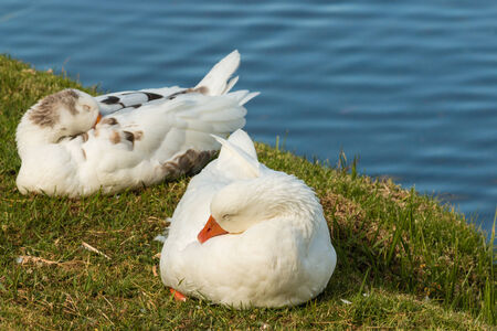 domestic geese resting on riverbankの写真素材