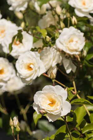 white rose bush in bloomの写真素材