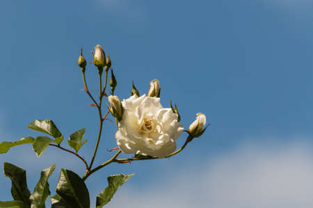 white rose with buds against blue skyの写真素材