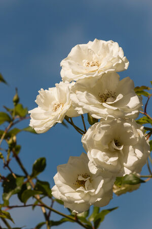 bunch of white roses against blue skyの写真素材