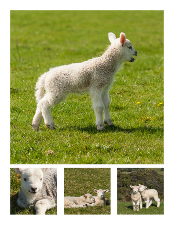 newborn lambs collageの写真素材