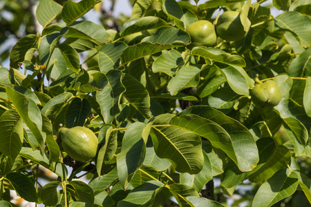 walnut husks and leavesの写真素材