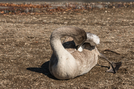 mute swan cygnet grooming on beachの写真素材