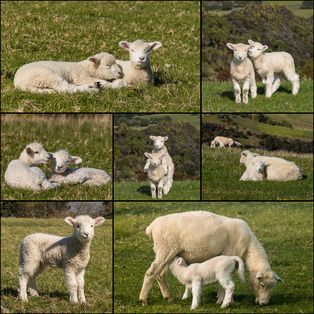 collection of newborn lambsの写真素材