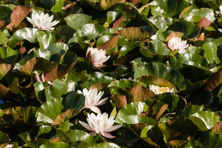 white water lilies floating on lakeの写真素材