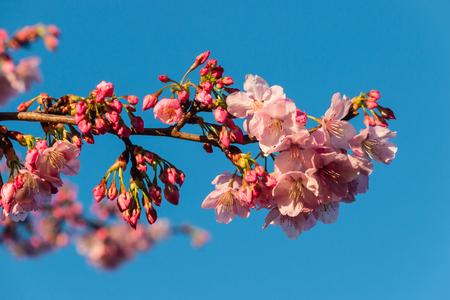 cherry blossom against blue skyの写真素材