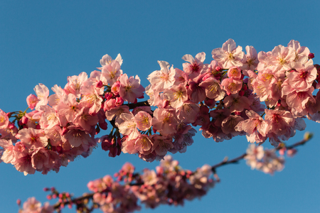 cherry tree twigs in full bloomの写真素材