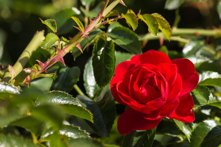 detail of red rose in bloomの写真素材