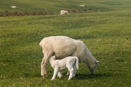 sheep with suckling lamb on green meadowの写真素材