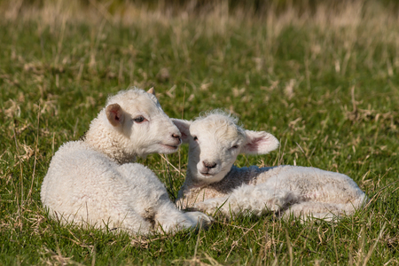 newborn lambs on grassの写真素材