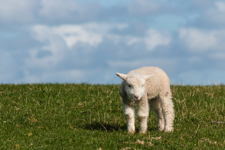 newborn lamb on green grassの写真素材