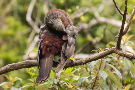 New Zealand kaka grooming on tree branchの写真素材
