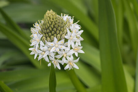 close up of white scilla peruvianaの写真素材