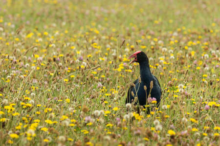 calling purple swamphen on wildflower meadowの写真素材