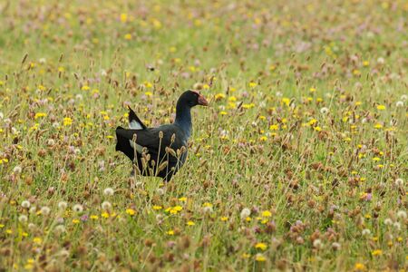 purple swamphen foraging on meadowの写真素材