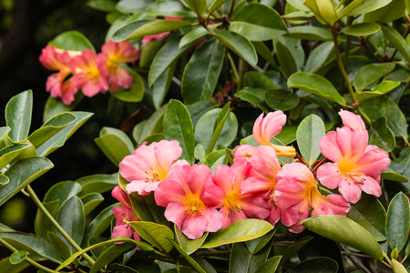 close up of pink rhododendron in bloomの写真素材