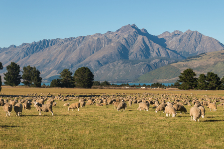 flock of sheep grazing in Southern Alps in New Zealandの写真素材