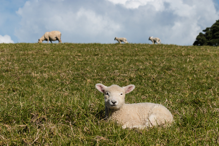 lamb resting on grass with sheep in backgroundの写真素材