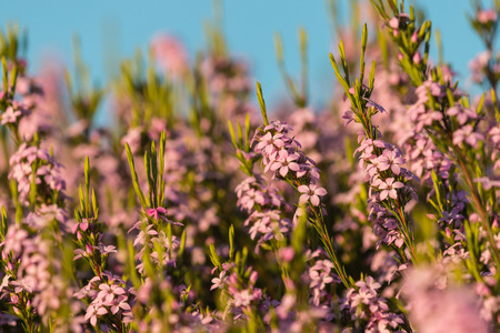 pink heather flowers against blue skyの写真素材