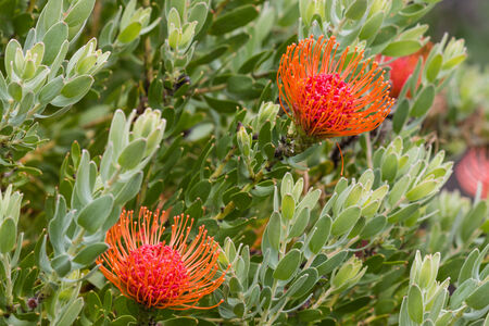 pincushion protea flowers and leavesの写真素材