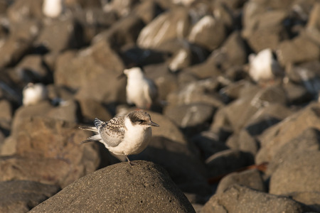 terns resting on volcanic rocksの写真素材