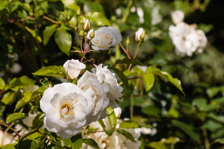 white rose bush in bloomの写真素材