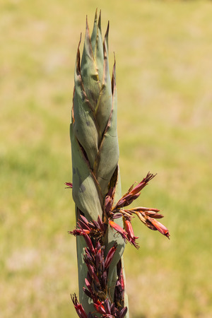 close up of New Zealand flax flowersの写真素材