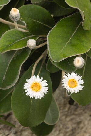 close up of mountain daisy flowersの写真素材
