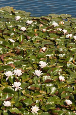 white water lilies growing on lakeの写真素材
